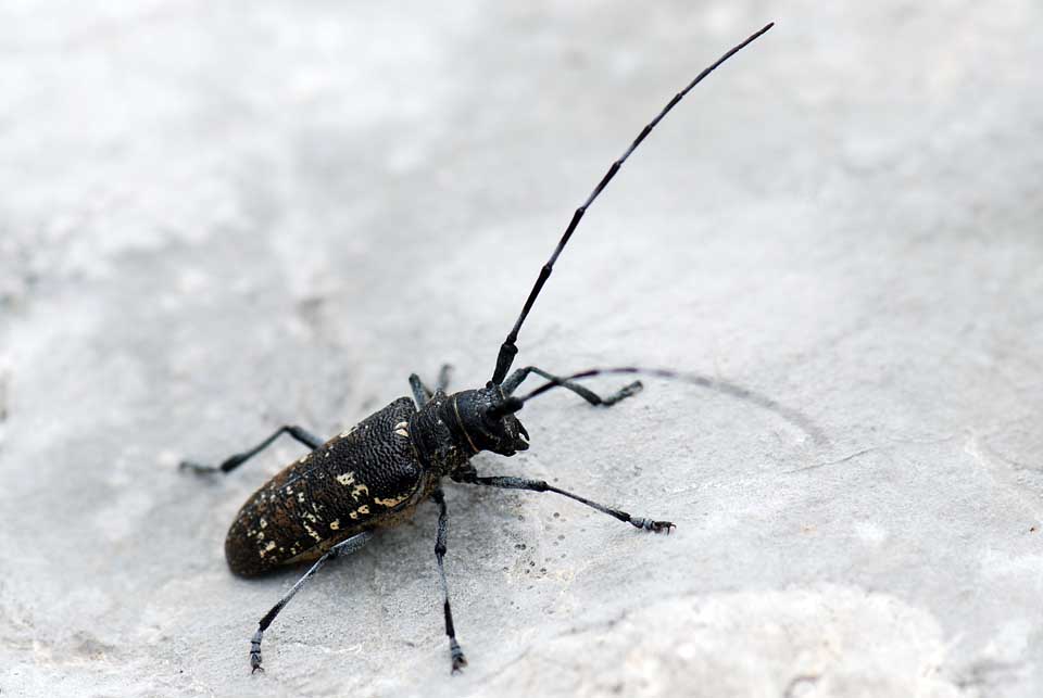 Cerambycidae da ID: Monochamus sutor